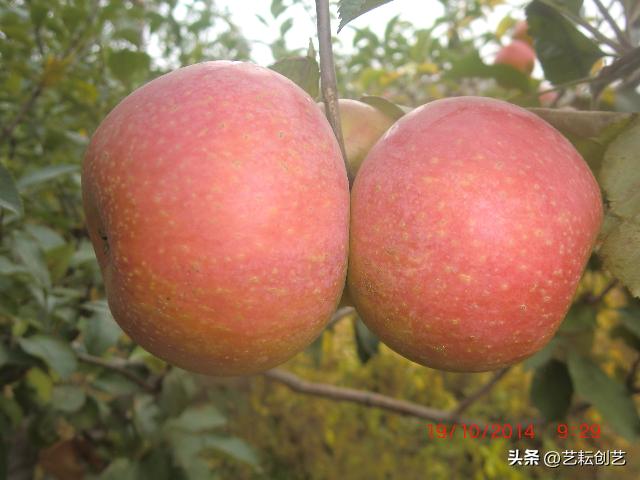 全国农产品地理标志查询,全国地理标志农产品