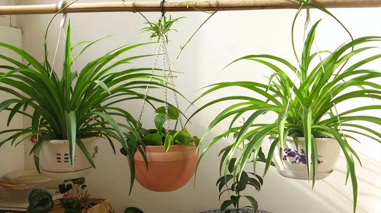 适合室内养的耐阴花和植物,就养这10种耐阴花比绿萝都好养