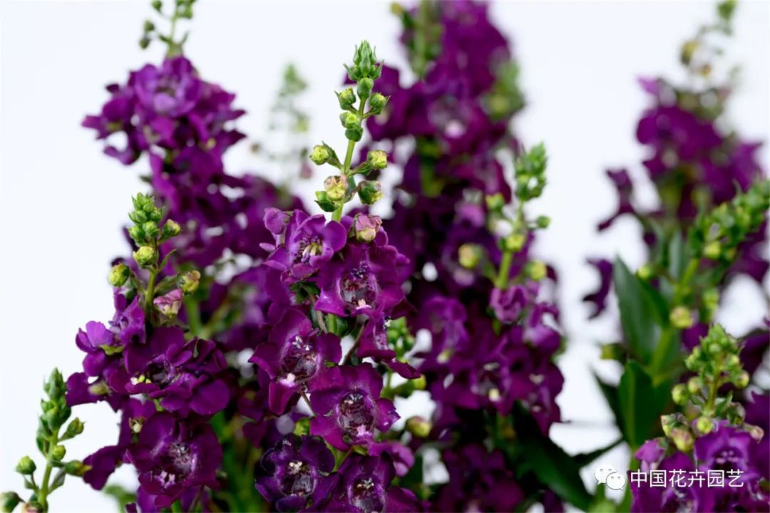 鑺卞崏鍝佺灞曠ず,鏂颁紭鑺卞崏鍝佺灞曠ず