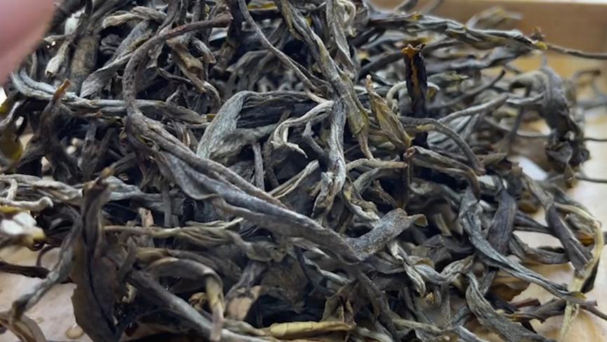 临沧冰岛昔归源头茶区直播,临沧茶区有冰岛吗