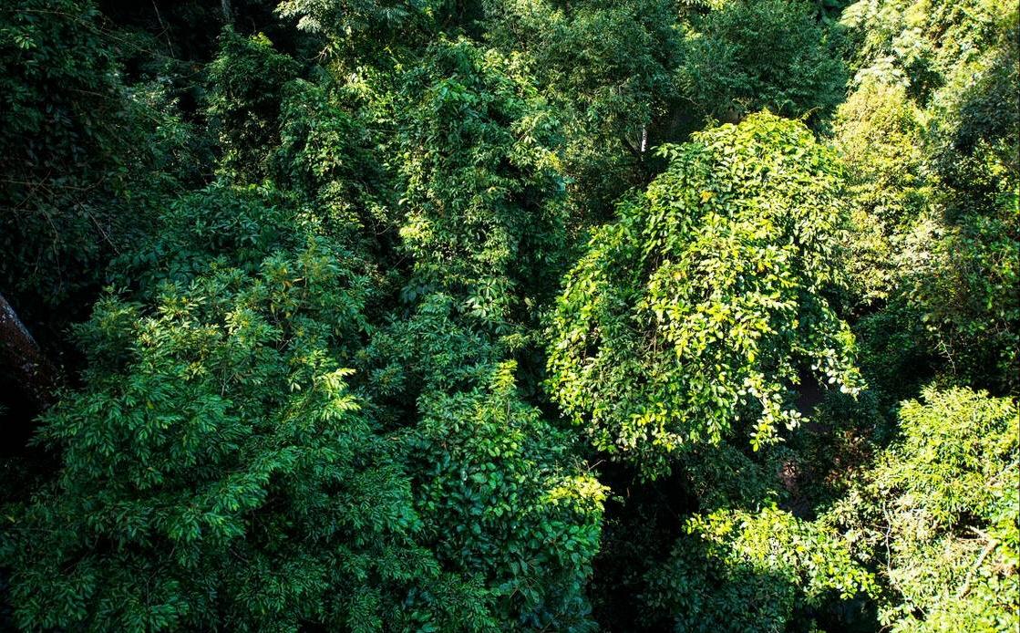 寻衅滋事的口袋再大，也装不下整个热带雨林