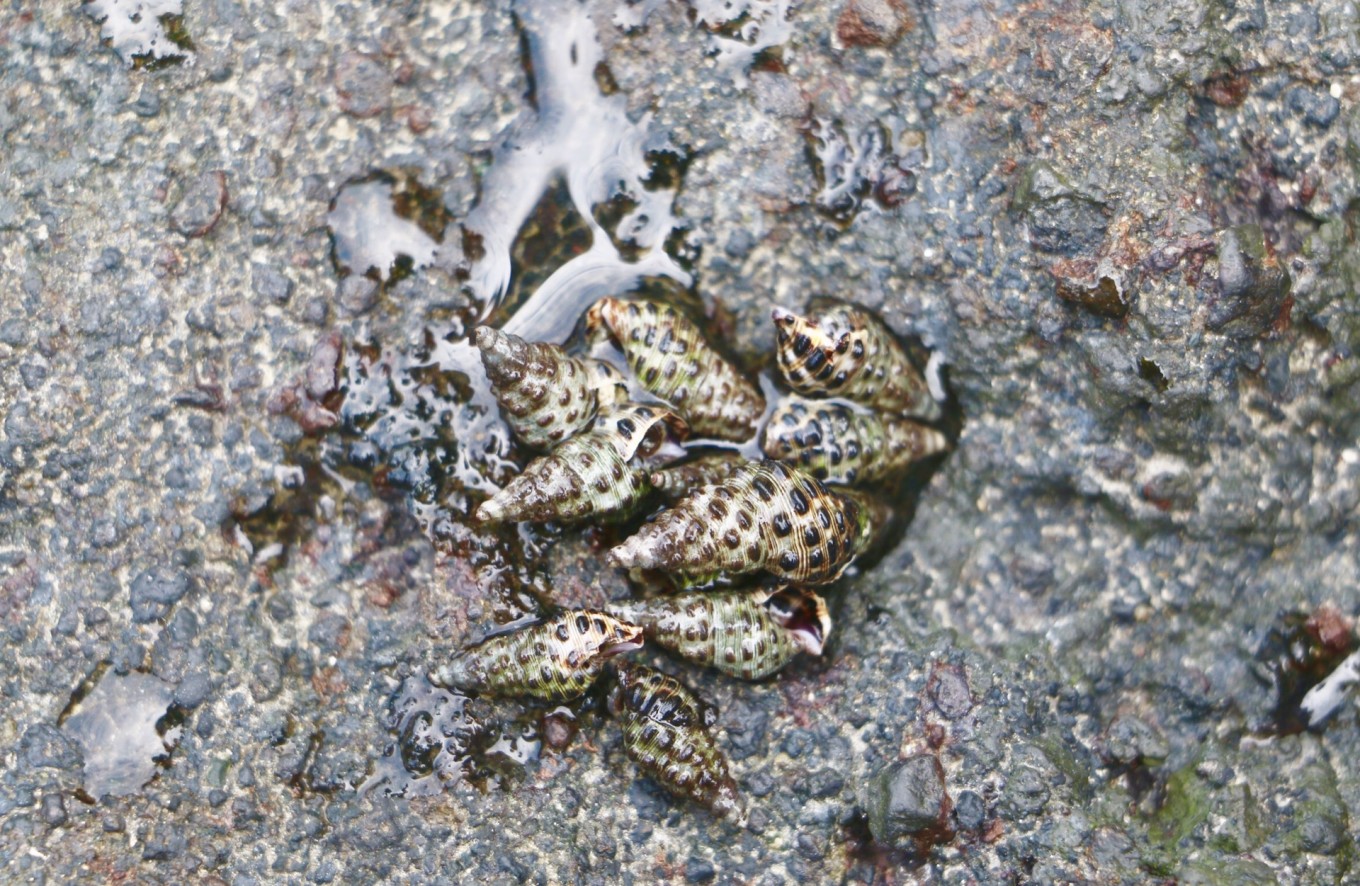 北海涠洲岛旅游最全攻略,广西北海涠洲岛绝美照片