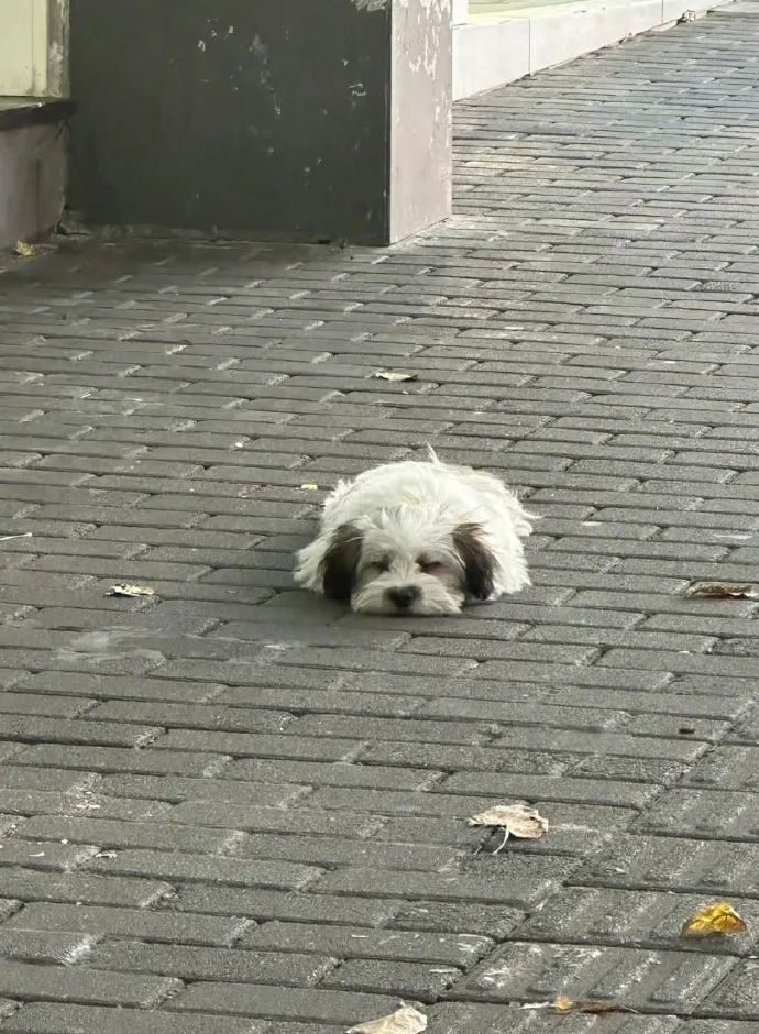 一滩小狗饼！这是摆烂的可爱修勾！