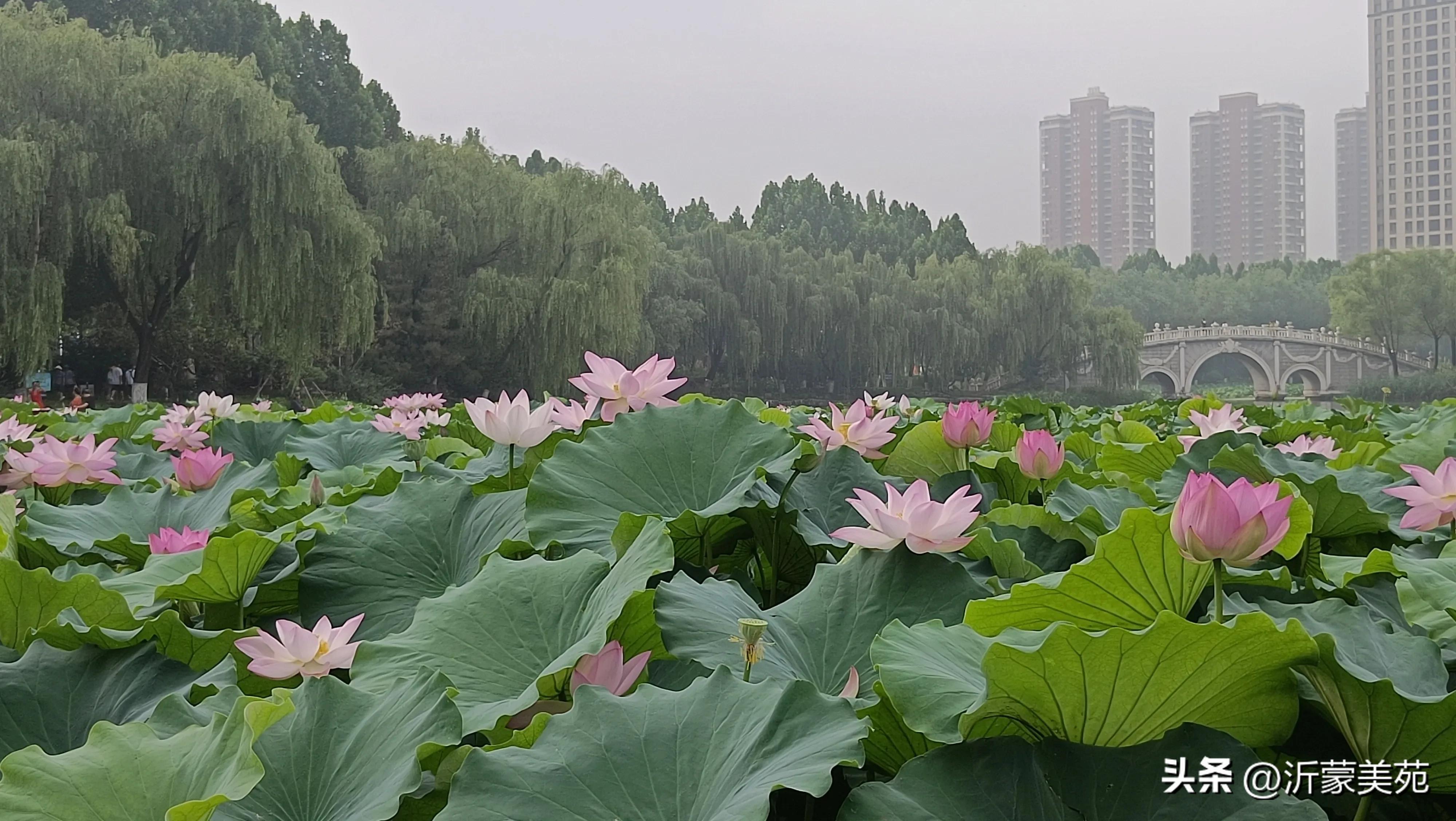 这个季节临沂哪里玩最好,夏天的临沂五洲湖