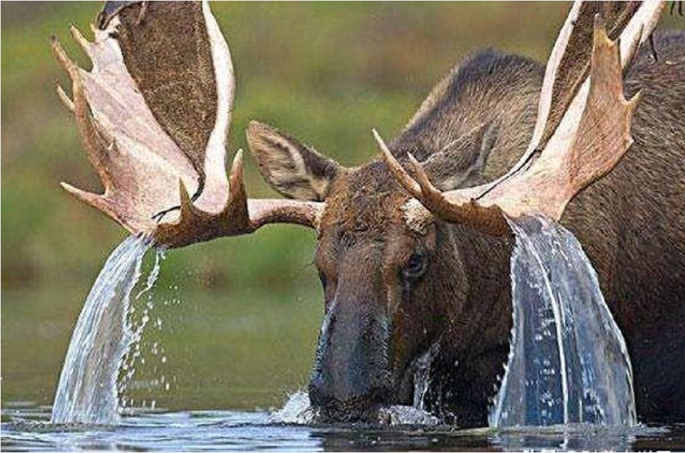 神奇动物中的山海经神兽有哪些,神奇动物中国山海经神兽