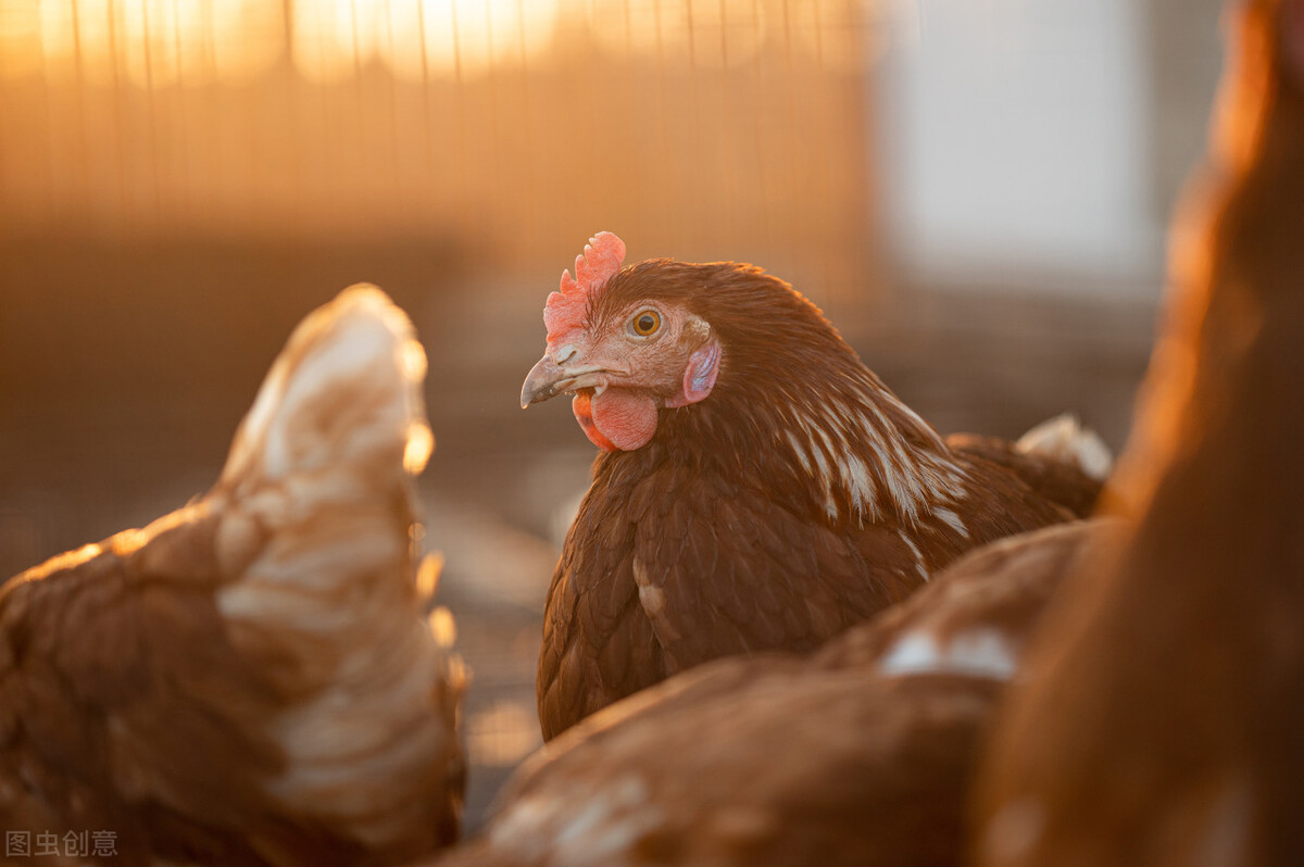 鸡吐水嗉囊大怎么回事,鸡吐水流粘液怎么回事