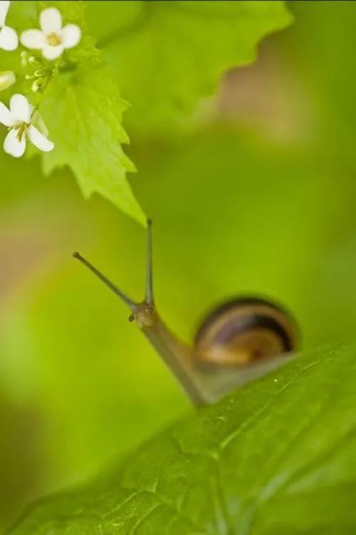 蜗牛高清壁纸4k全屏,蜗牛唯美动画壁纸