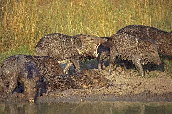 冰河时期最强的猫科秒杀东北虎,猫科霸主东北虎