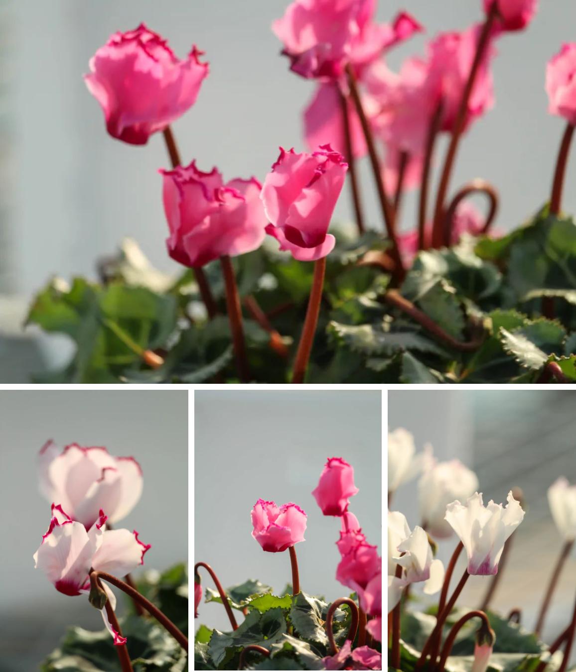 娉曞浗鑾幈灏斾粰瀹㈡潵鍝佺,鑾幈灏斾粰瀹㈡潵