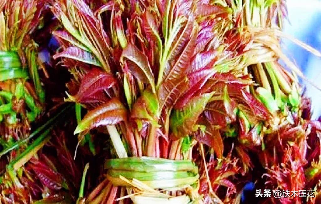 香椿芽炒鸡蛋吃了头晕,盐渍香椿芽炒鸡蛋做法