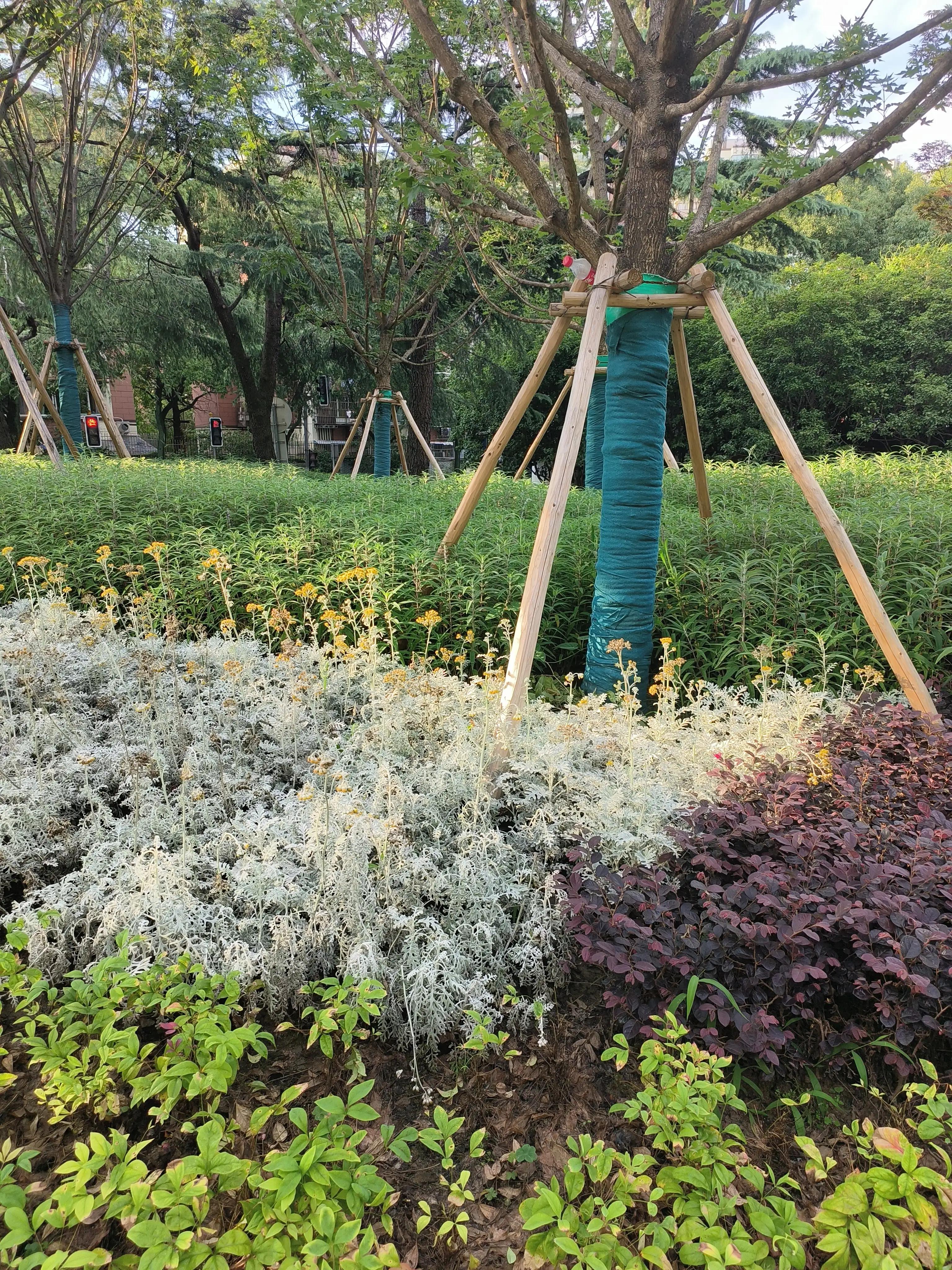 夏日花草别样美,美丽的花草合集