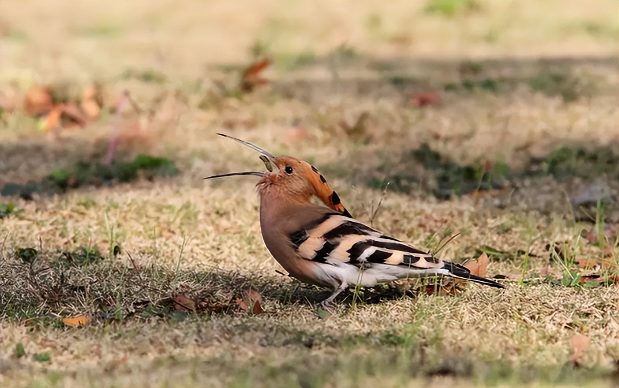 爱登堡的自然界,爱登堡效果