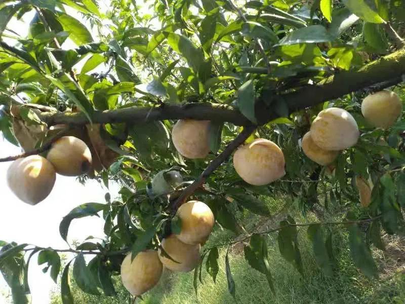 想在农村创业需要了解什么,农村创业需要满足哪几个条件