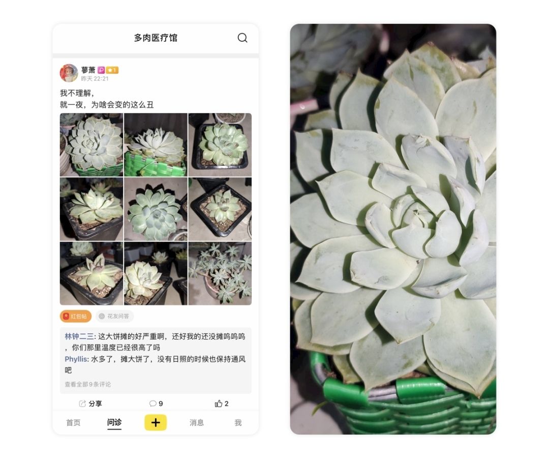 多肉鹿角海棠怎么发软发皱吹雪之松锦如何养护，小贱来解答