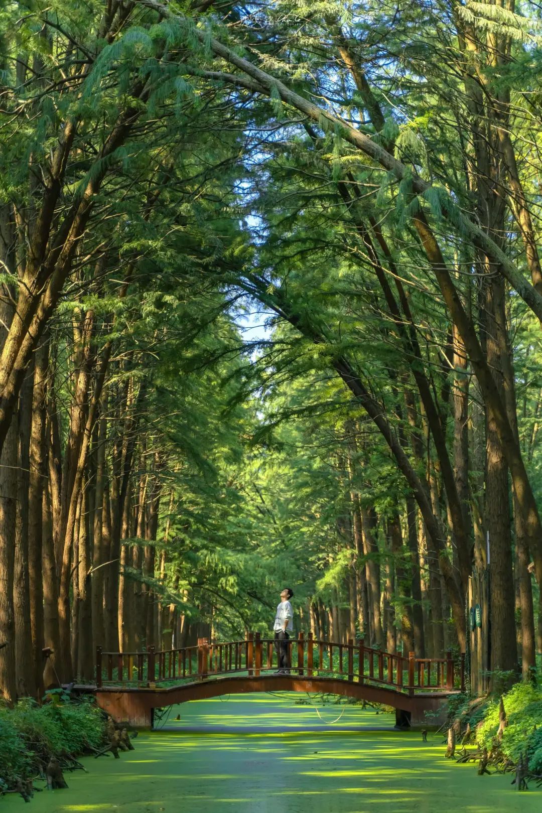 扬州值得推荐的早茶,广东早茶和扬州早茶真的没法比