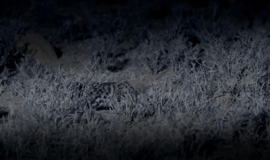 狸花小猫咪可爱视频,狸花短腿小猫咪可爱又萌的视频