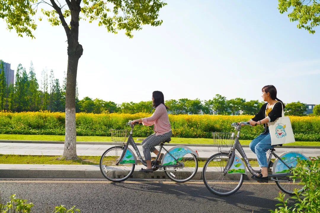 太仓蓝色花海,太仓好看的花海