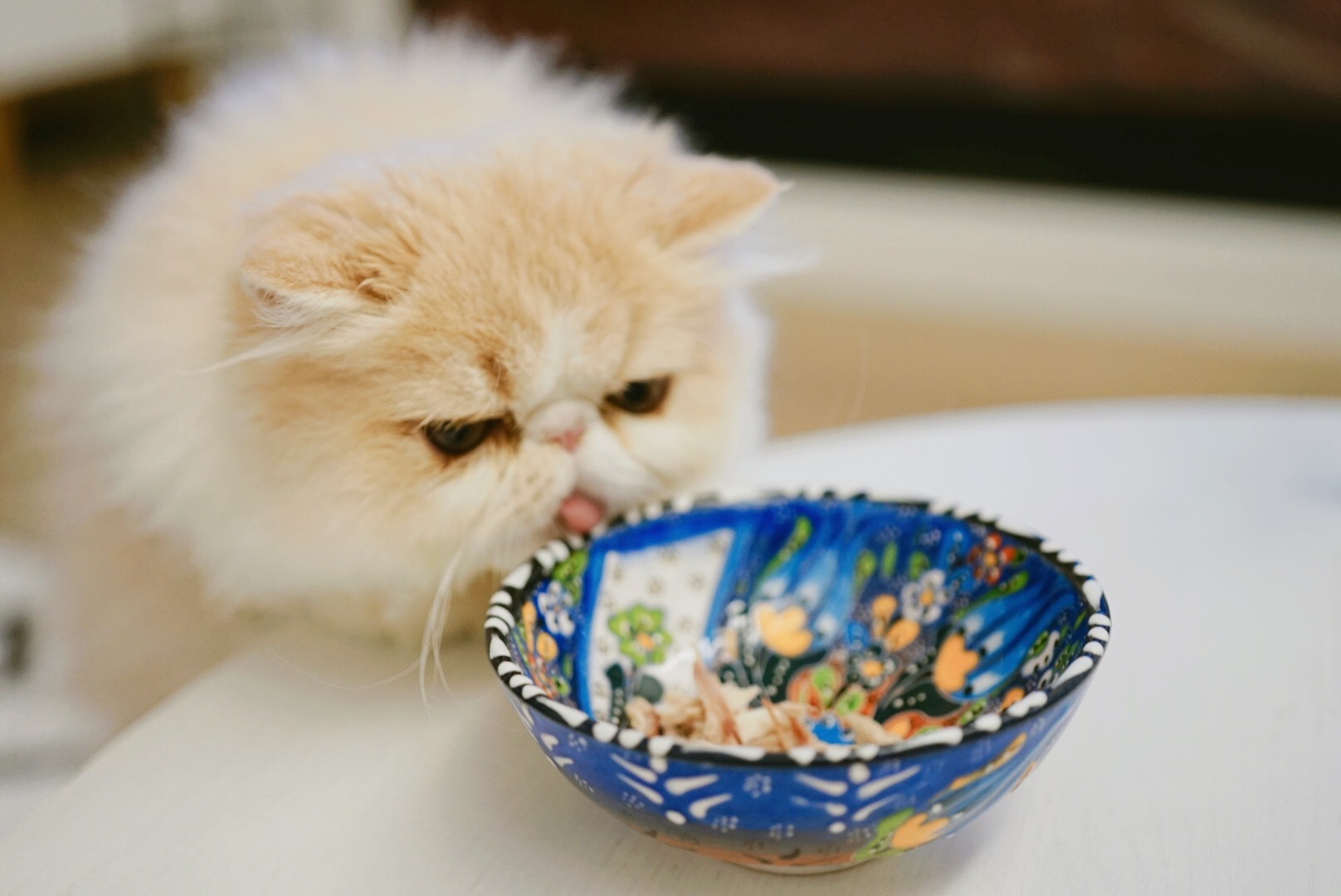 哪种猫咪最粘人最好养,最粘人的猫咪与最不粘人的猫咪