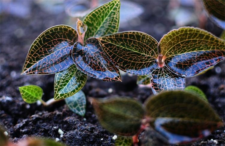 植物中的黄金金线莲,金线莲是草本还是木本