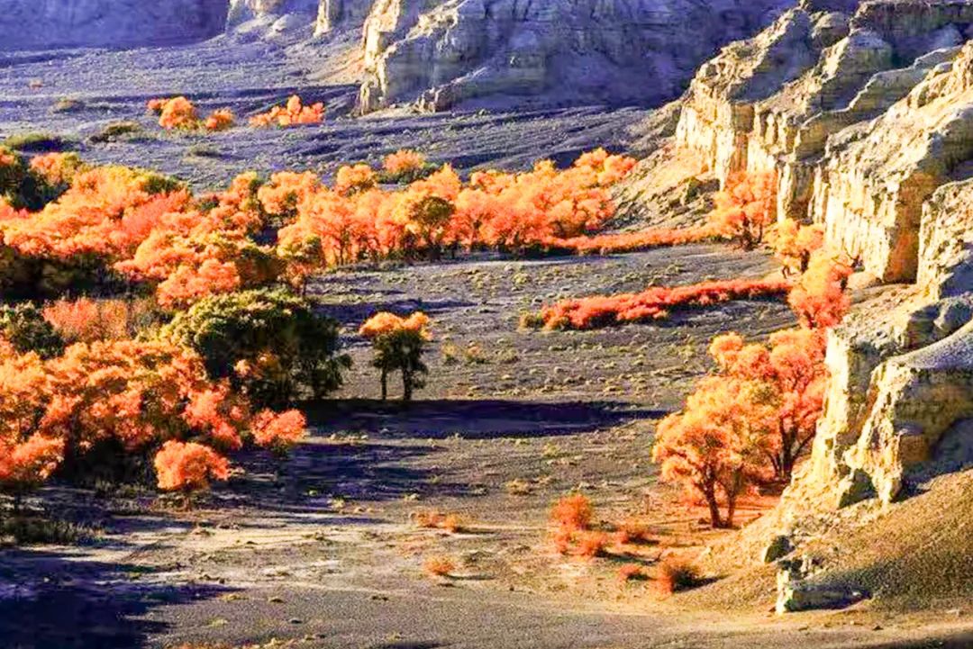 秋季喀纳斯,喀纳斯之秋风景画