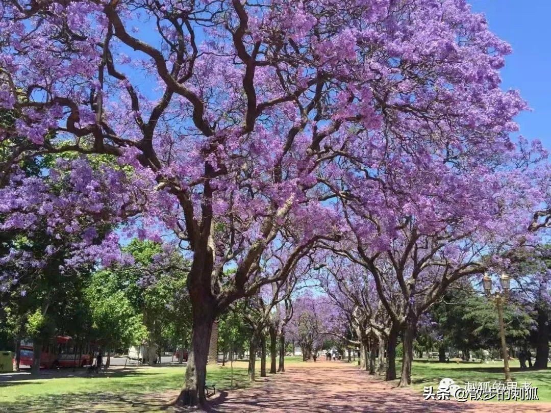 马拉多纳的足球传奇,马拉多纳的世纪之传