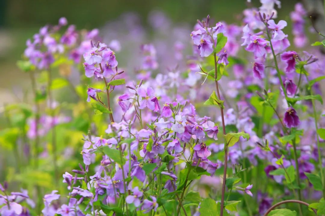 野菜是不能随便吃的,郊外的野菜别乱吃当心中毒过敏