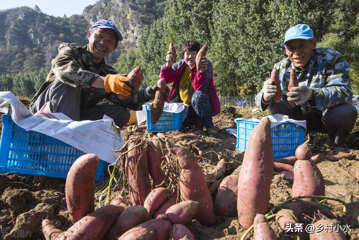 红薯修剪后怎么控旺,红薯徒长怎么种植