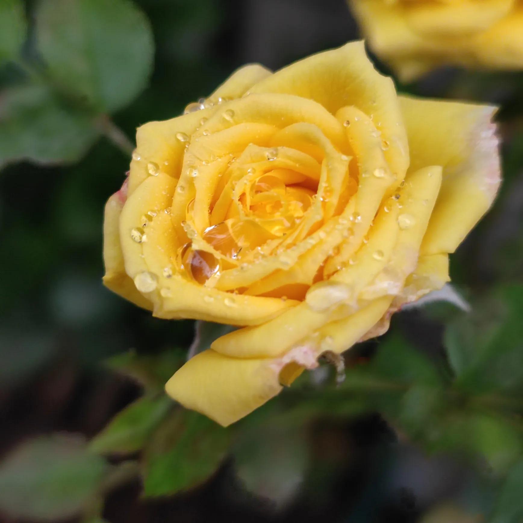 优秀作文友谊开头结尾摘抄万能,优秀作文友情类700字