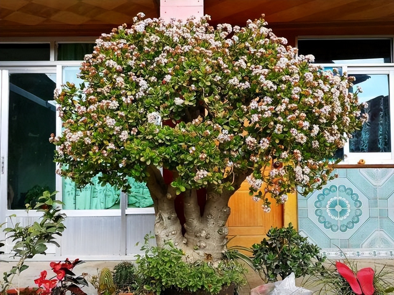 5种富贵花,7种家养富贵花