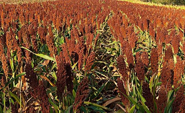 高粱种子图片大全,大片高粱成熟图片