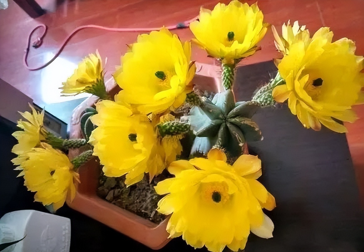 200种·仙人球开花图鉴，大开眼界，美到爆