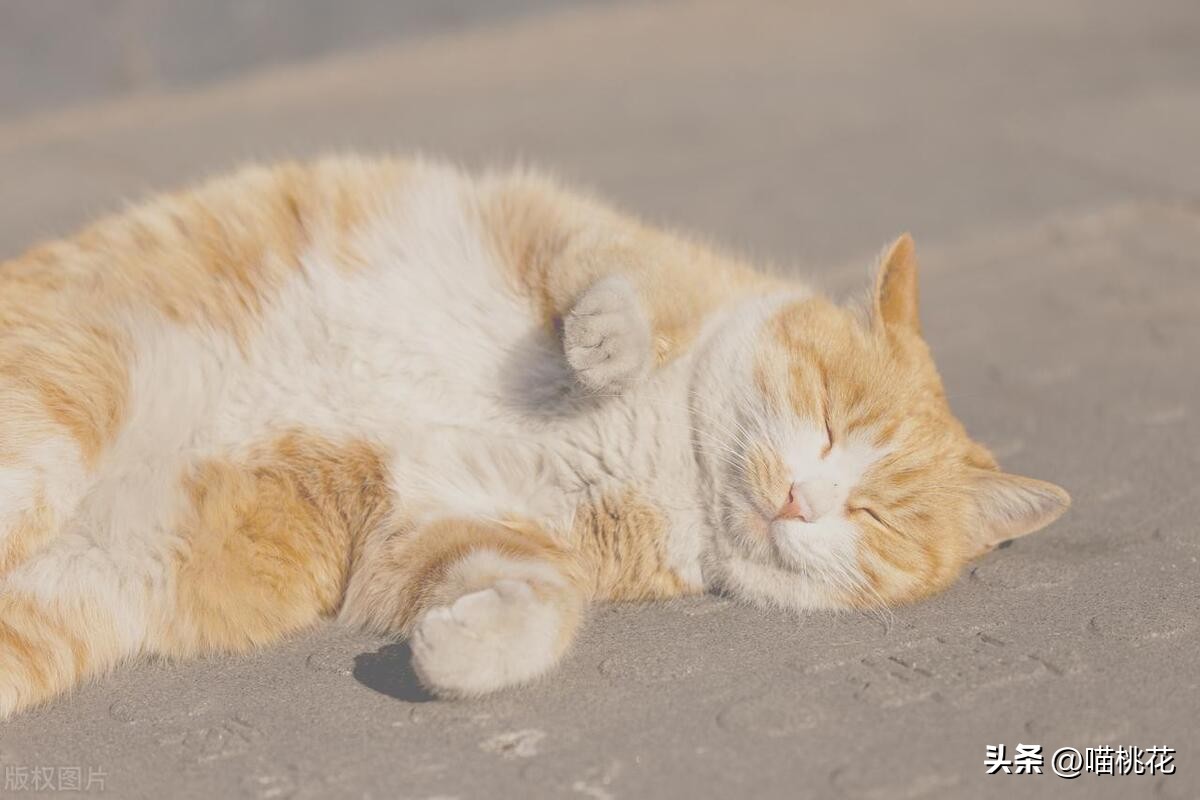 猫咪吃太多，肚子圆鼓鼓会不会有危险？如何正确控制猫咪喂食量