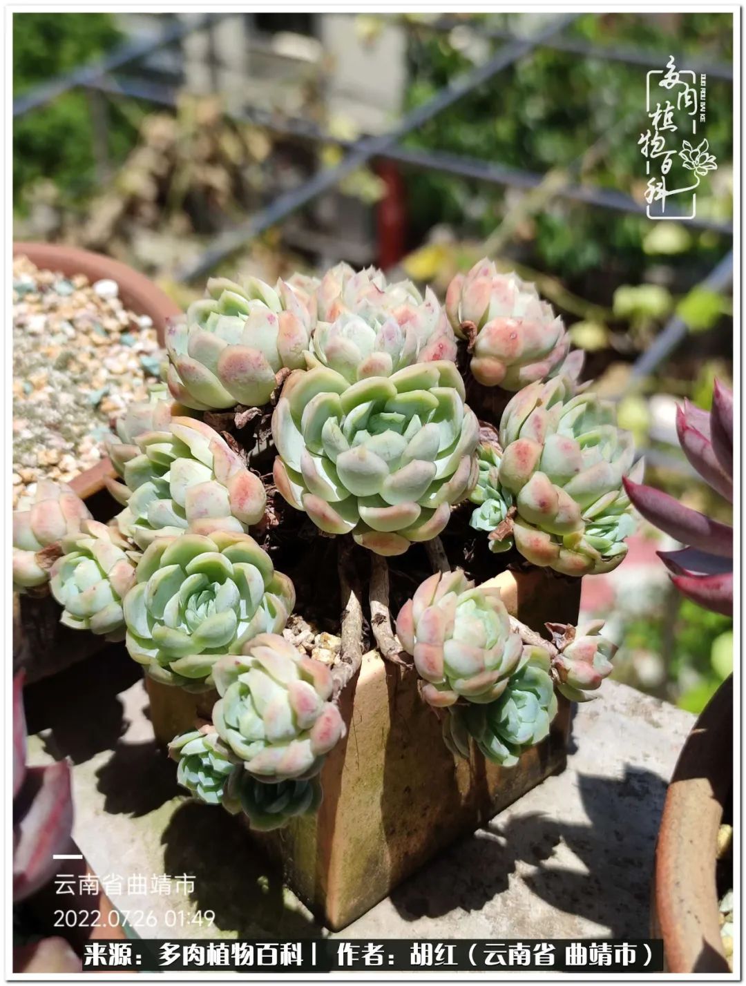 多肉植物里的糖,多肉生活的调味剂