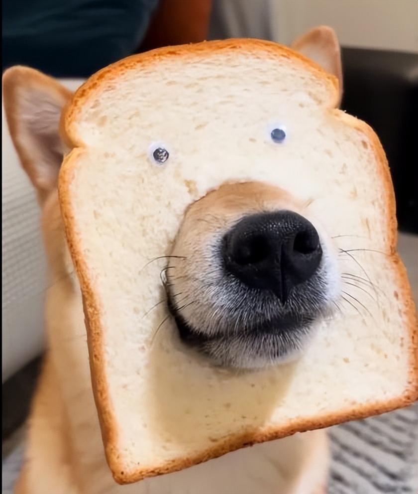 如果我变成面包狗你还会和我玩吗,妈妈如果我变成面包狗你会爱我吗