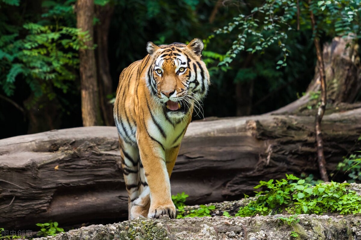 虎年说虎论老虎的起源与变迁,虎的甲骨文突出了什么