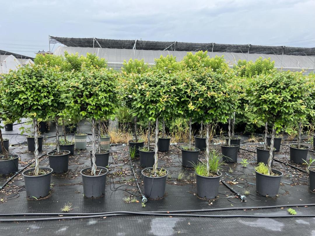 园艺电商怎么做好营销工作,园艺电商怎么做好营销