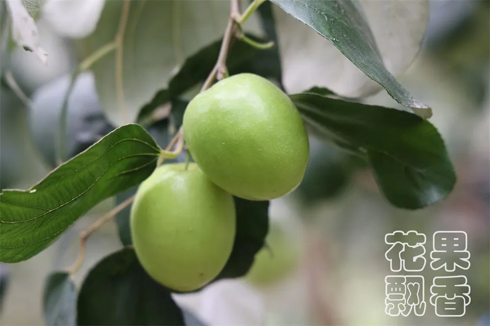 苹果枣，一颗冉冉升起的水果新星