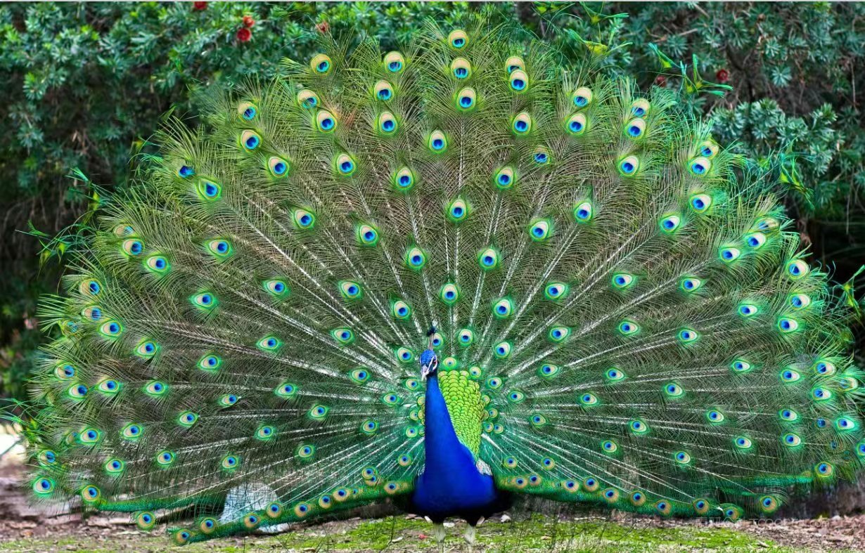 养孔雀赚钱吗真实收入,在农村养孔雀挣钱