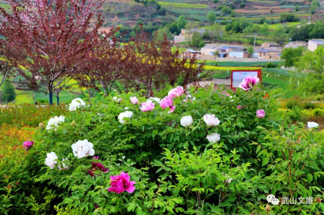 中国十大魅力之城——天水欢迎您来打卡千山万水就爱天水魅力五月打卡十有武山——,四马年村