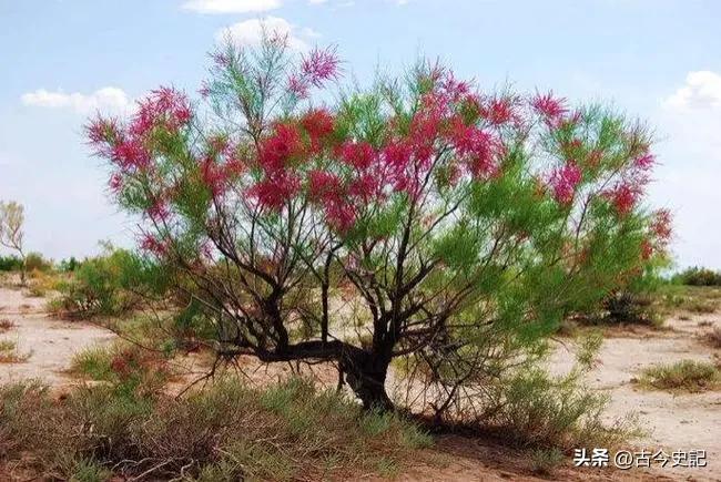 带你了解神秘的青海,青海省冷知识