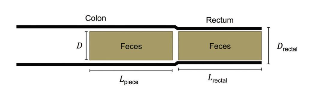 拉一次大便有两斤吗,拉一次屎能排多少毒