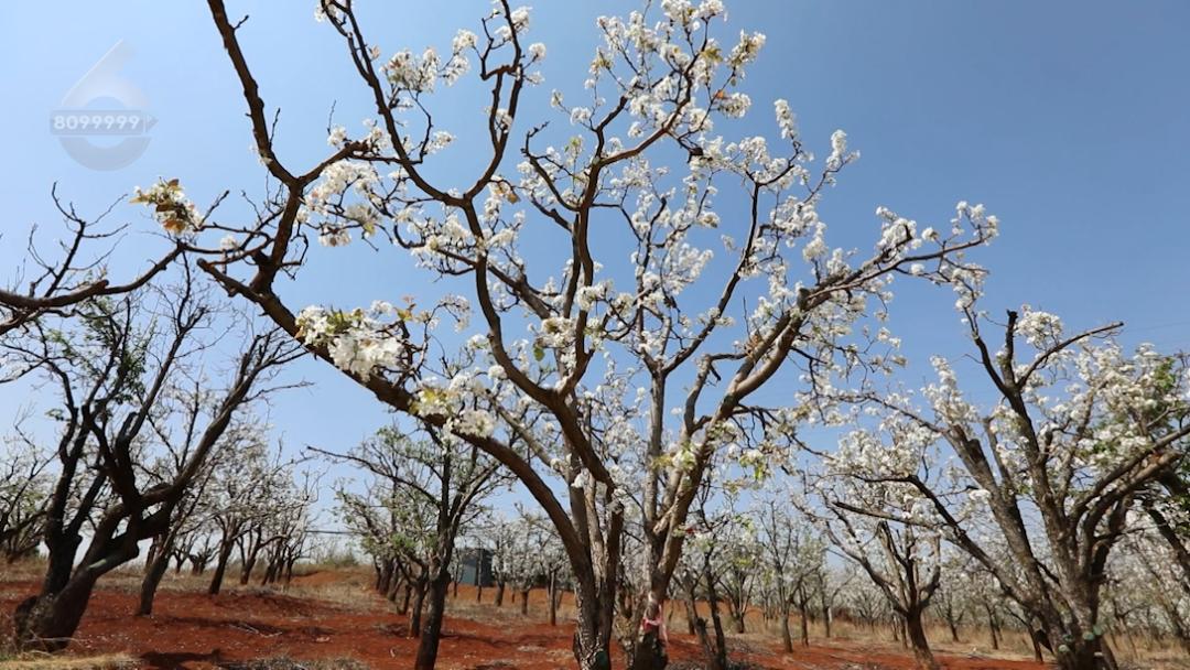 这里又一片花海！周六等你