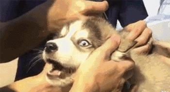 买到星期狗怎么救活,买宠物狗买到星期狗怎么办