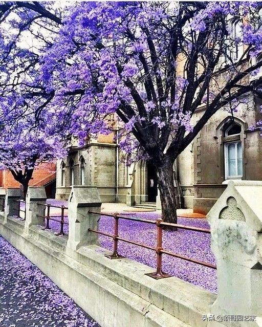 庭院中种什么树最好,庭院栽什么树最旺宅