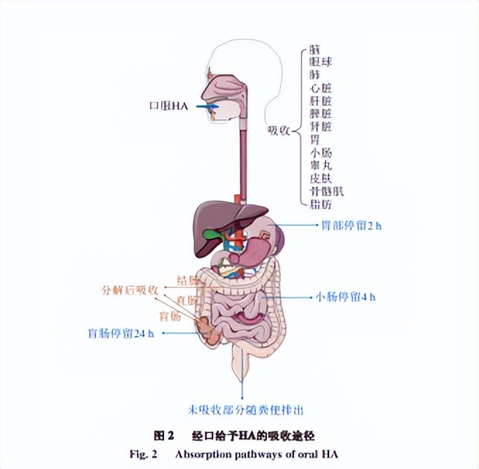 清华大学对口服玻尿酸吸收机制进行了全面梳理