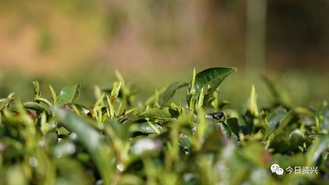 郴州狗脑贡茶特产,狗脑贡茶和福成四件宝