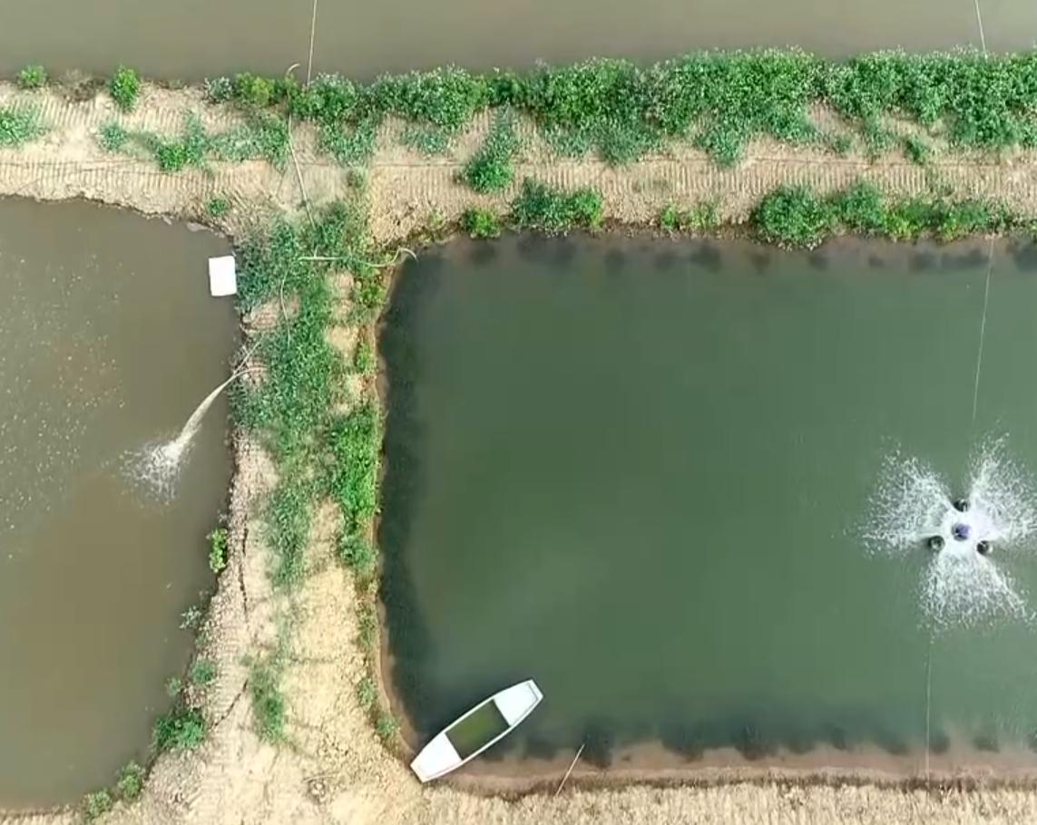 年轻小伙放弃年薪10万养殖,小伙放弃银行高薪养殖龙虾