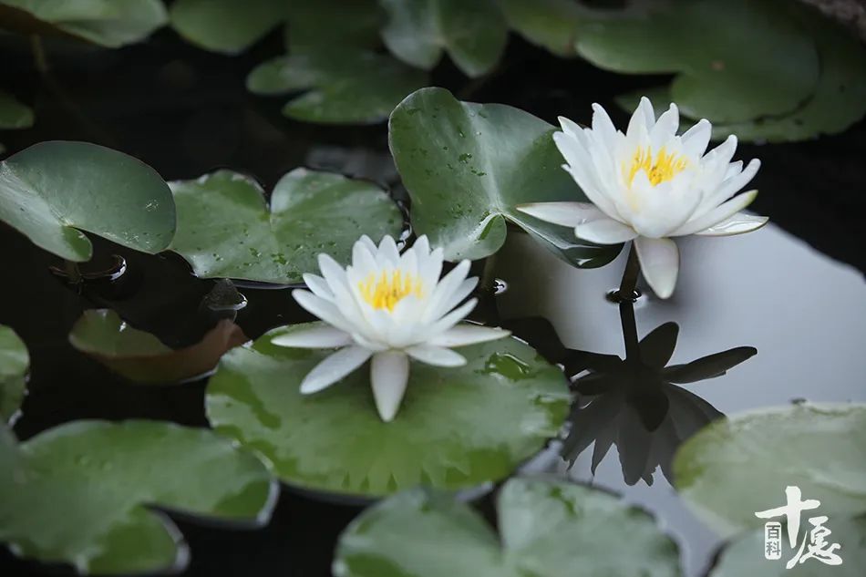 佛弟子怎么面对蚊子吸血,学佛的人不能打死蚊子吗