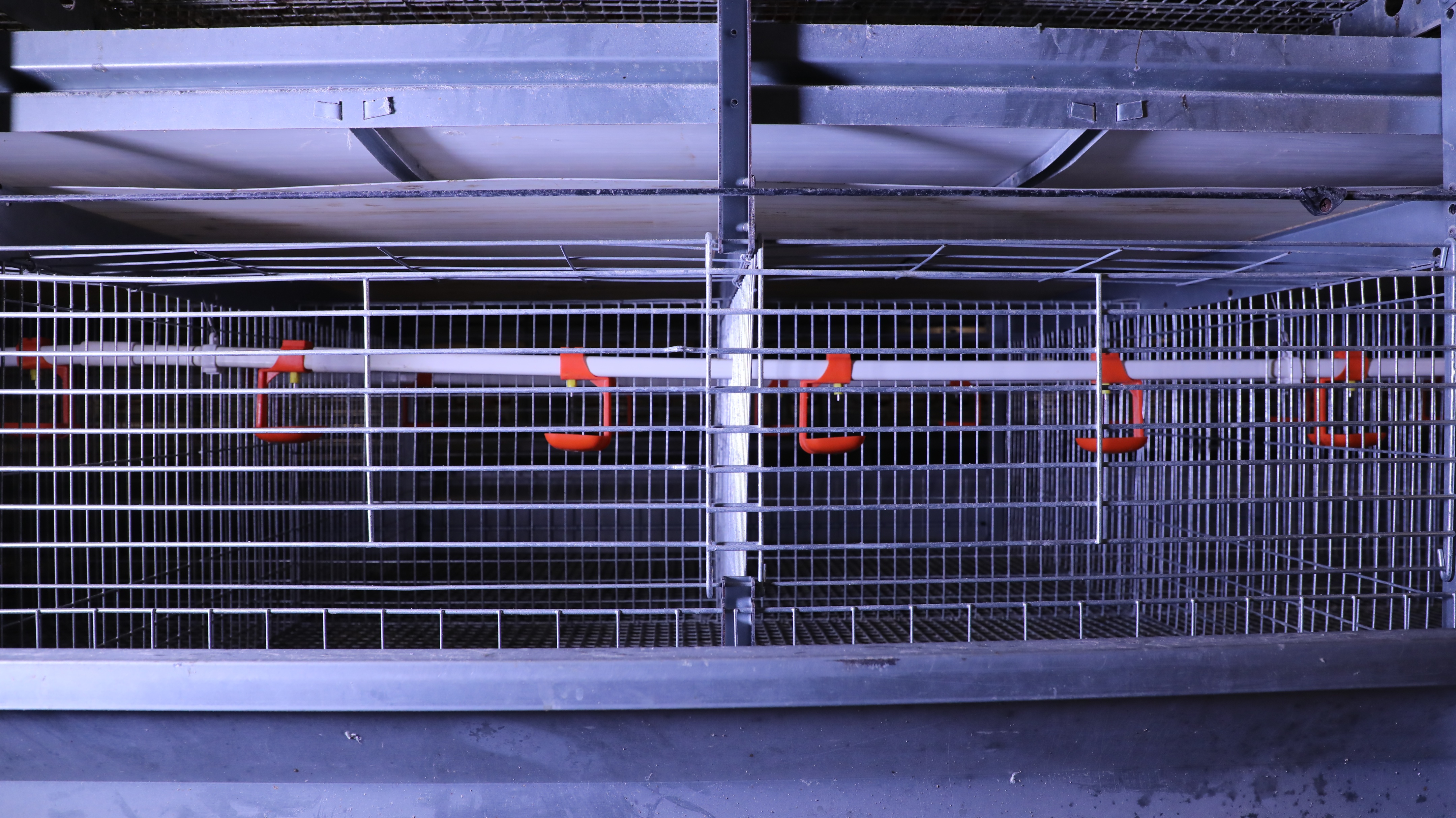 蛋鸡热应激热感冒怎么解决,笼养鸟中暑怎么办