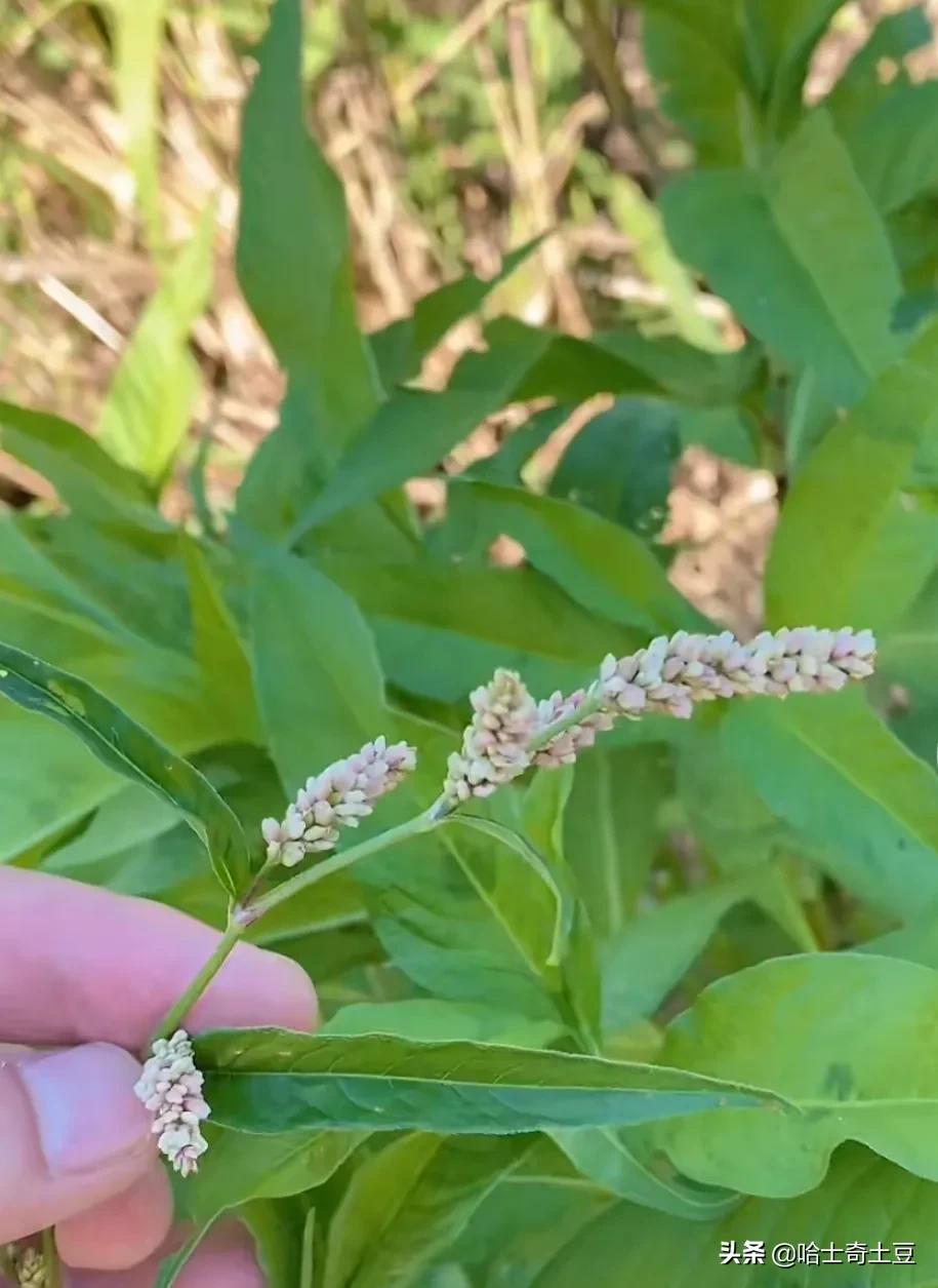 做酒酿500克糯米甜酒曲放多了,纯手工甜酒小丸子摆摊做法